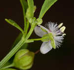 Licorice weed